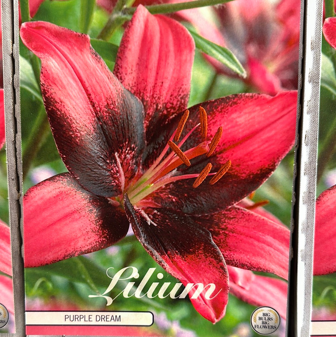 Lily-Lilium 'Purple Dream' 2-pakning NYHET